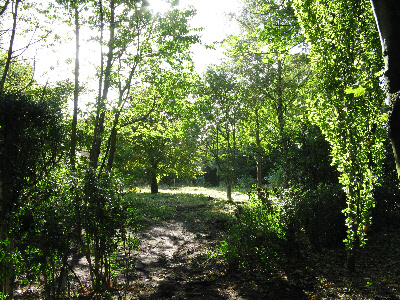 area cleard before planting